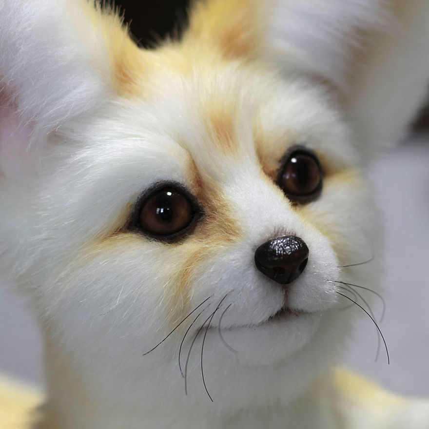 Meet The Puppy Fennec Fox Named Snowy .
one Of A Kind.