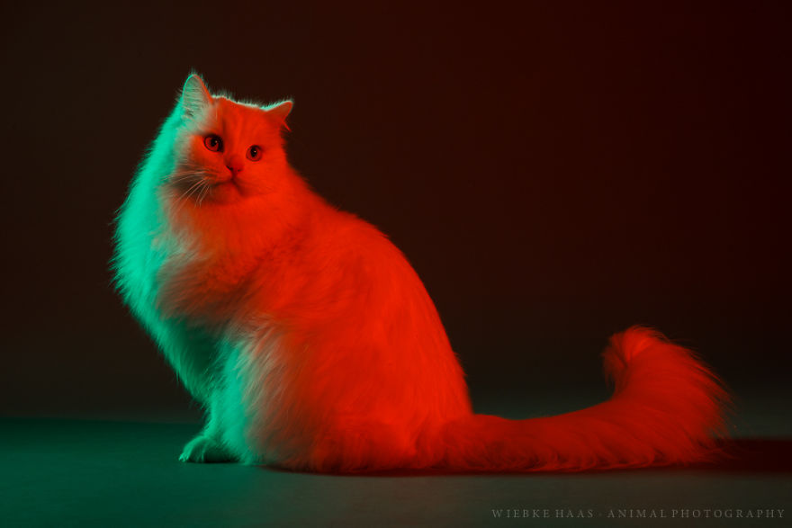 My Three Adopted Cats Love To Show Off So I Did A Studio Photoshoot Of Them