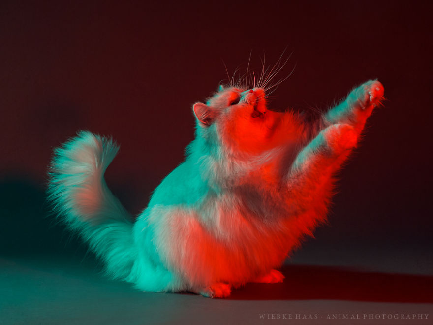 My Three Adopted Cats Love To Show Off So I Did A Studio Photoshoot Of Them