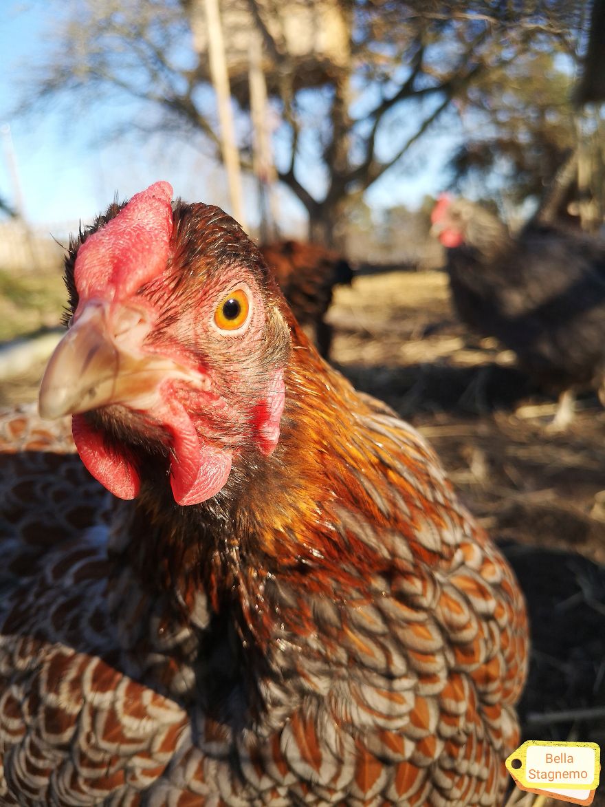 My Everyday Life With Crazy Chickens. My Everyday Life With Crazy Chickens.