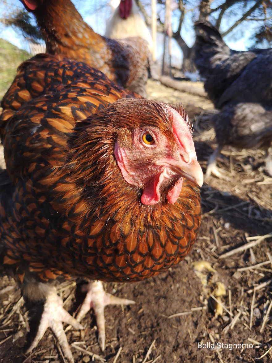 My Everyday Life With Crazy Chickens. My Everyday Life With Crazy Chickens.
