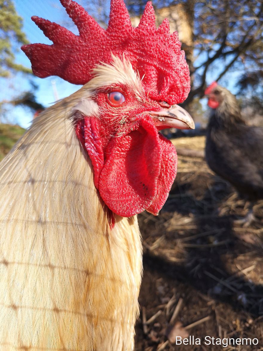 My Everyday Life With Crazy Chickens. My Everyday Life With Crazy Chickens.