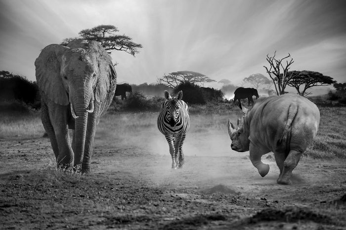 Photographer Shows The Funny Life Of Animals From Kenya