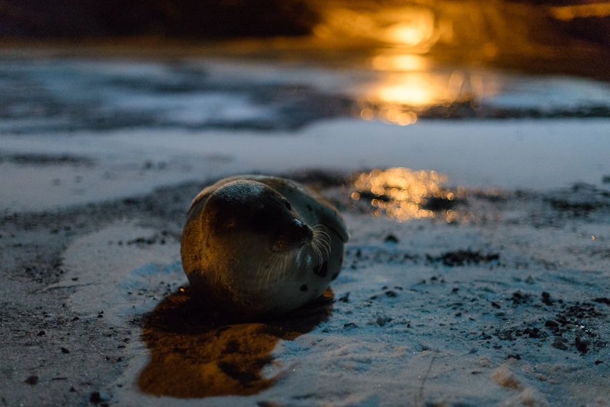 We Went For A Walk At Night And Discovered This Adorable Seal
