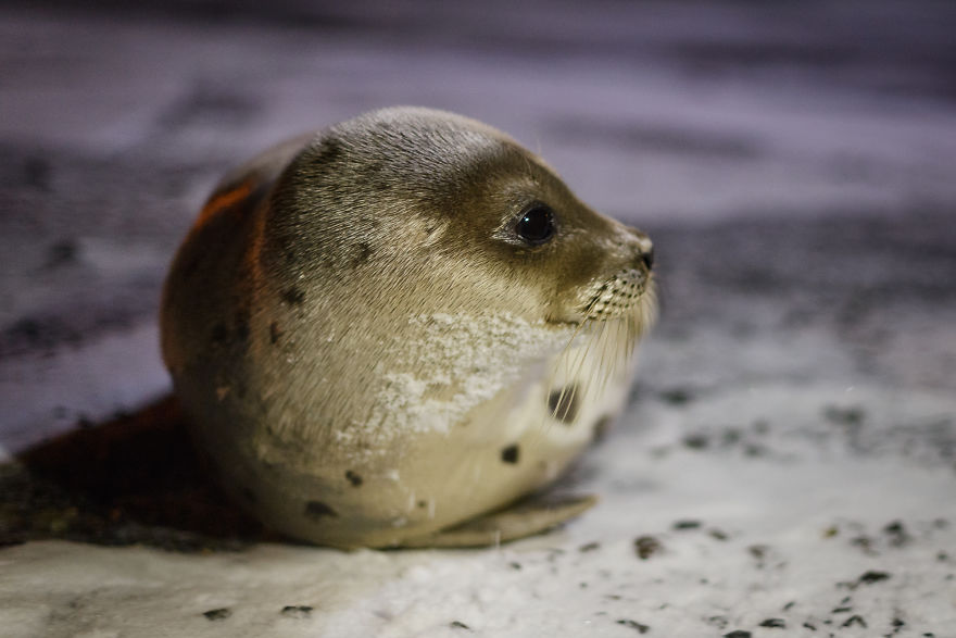 We Went For A Walk At Night And Discovered This Adorable Seal