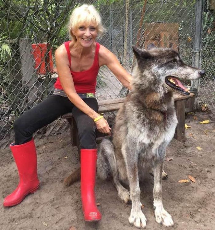 Owner Dumped Wolfdog At Kill Shelter When He Got Too Much To Handle, Luckily This Sanctuary Saved Him