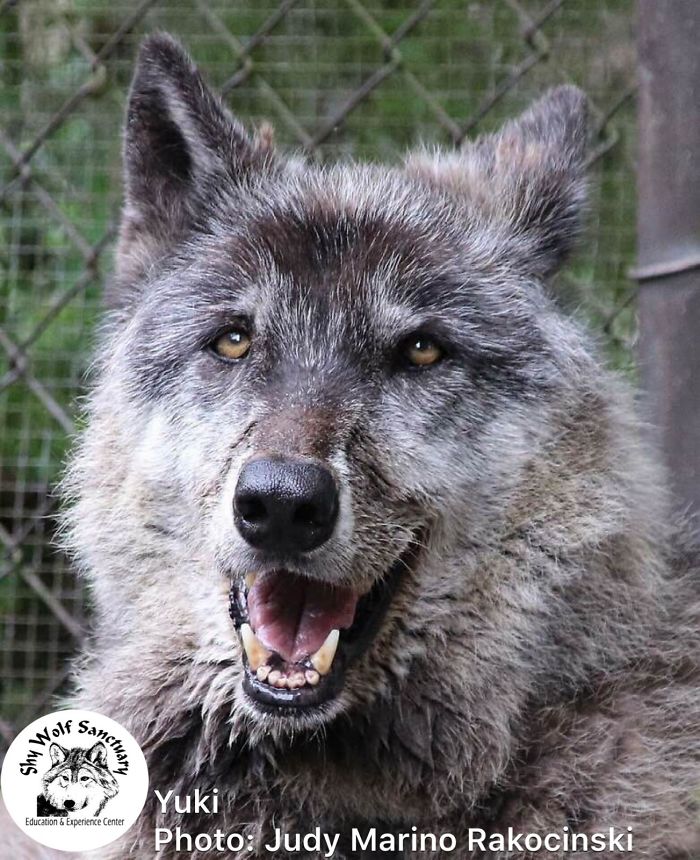 Owner Dumped Wolfdog At Kill Shelter When He Got Too Much To Handle, Luckily This Sanctuary Saved Him