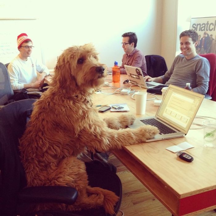 Dog working on a computer with his colleagues 