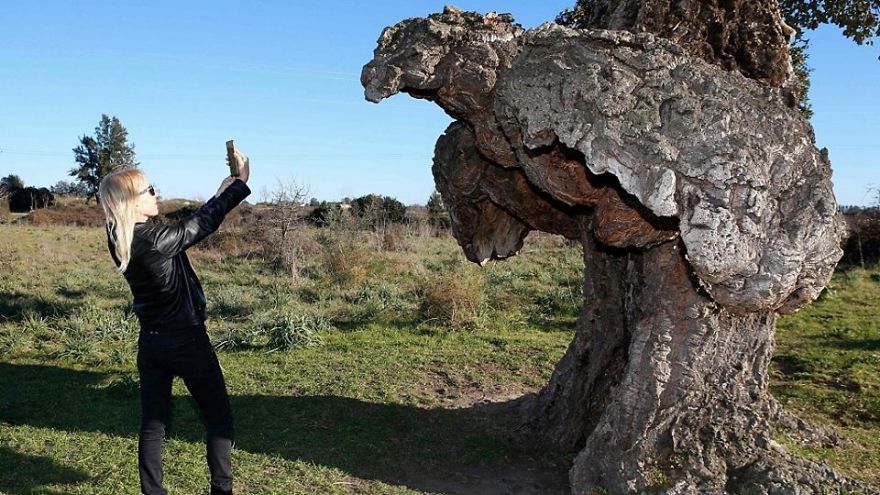 Unusual Looking Cork Oak Elected As France’s ‘Tree Of The Year 2018’