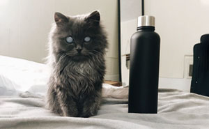 Meet Merlin, The Water-Bottle-Sized 2-Year-Old Kitty That Is Taking Over Twitter Because Of His Pure Beauty