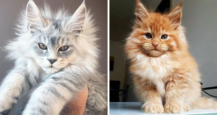 50 Cute Maine Coon Kittens That Are Actually Giants Waiting To Grow Up
