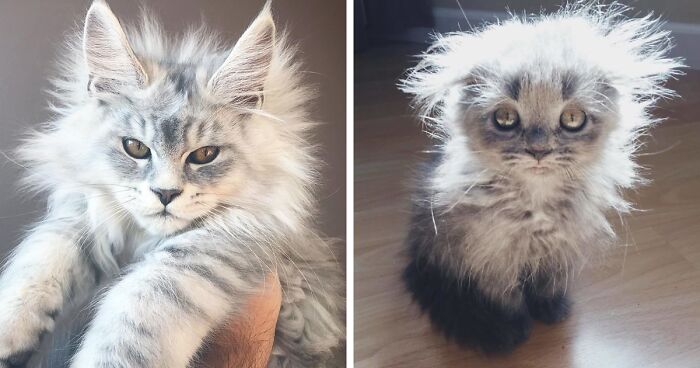 50 Painfully Cute Maine Coon Kittens Bored Panda