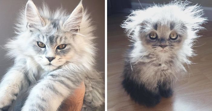 50 Cute Maine Coon Kittens That Are Actually Giants Waiting To Grow Up Bored Panda