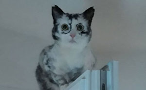 Woman Rescues A Kitty With A Rare Vitiligo Condition And Her Coat Turns Into Beautiful Snowflake-Like Markings