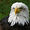 eagle-newz avatar