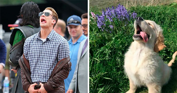 This Twitter Account Is On A Mission To Prove That Chris Evans Is A Golden Retriever, And Already Has 55K Supporters