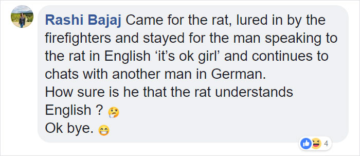 People Are Laughing At A Fat Rat That Got Stuck In Sewer Grate And Needed Fire Brigade To Save Her