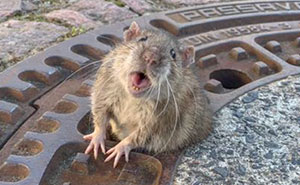 People Are Laughing At A Fat Rat That Got Stuck In Sewer Grate And Needed Fire Brigade To Save Her