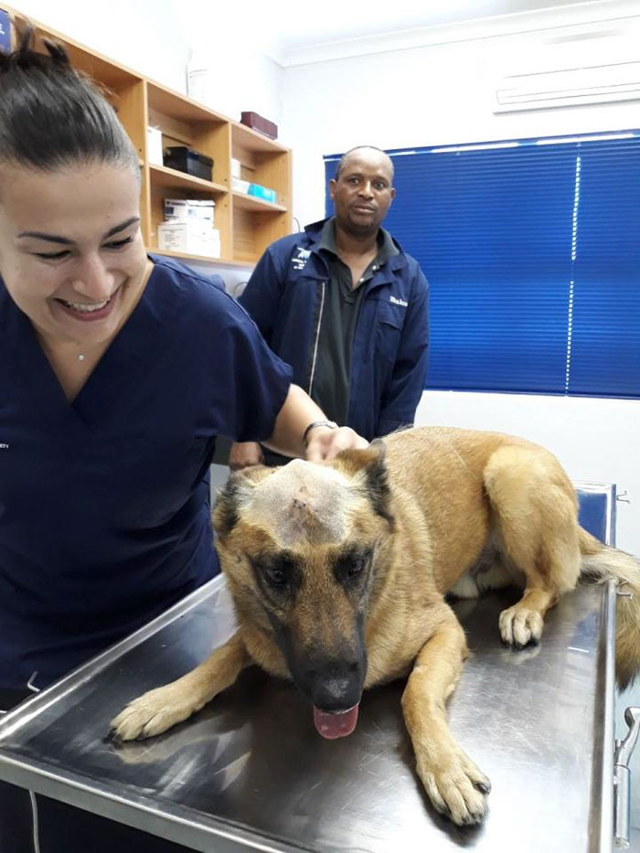 Dog Who Was Stabbed In The Head While Trying To Protect His Owner From An Armed Robber, Miraculously Survives