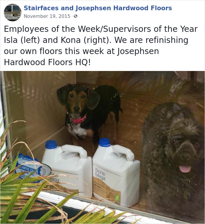 Dogs-Employees-Of-The-Week-Josephsen-Hardwood-Floor