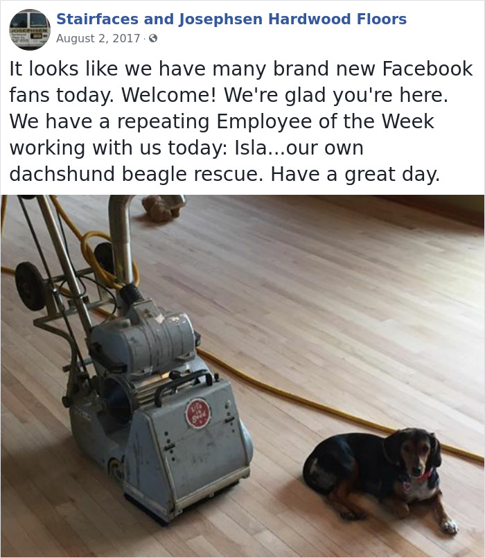 Dogs-Employees-Of-The-Week-Josephsen-Hardwood-Floor