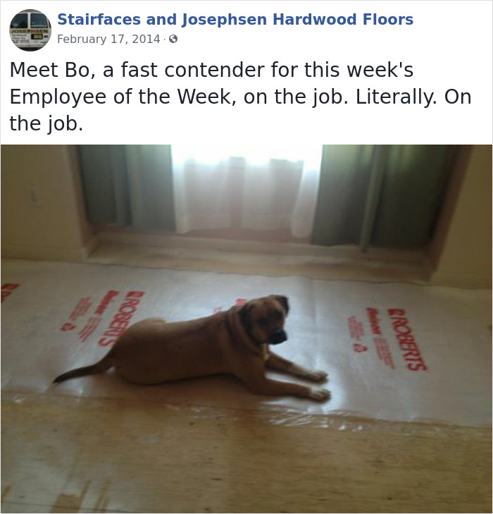 30 Adorable 'Employees Of The Week' That This Contractor Met At The Houses He Works At
