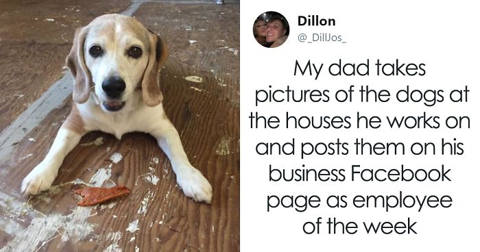 30 Adorable ‘Employees Of The Week’ That This Contractor Met At The Houses He Works At
