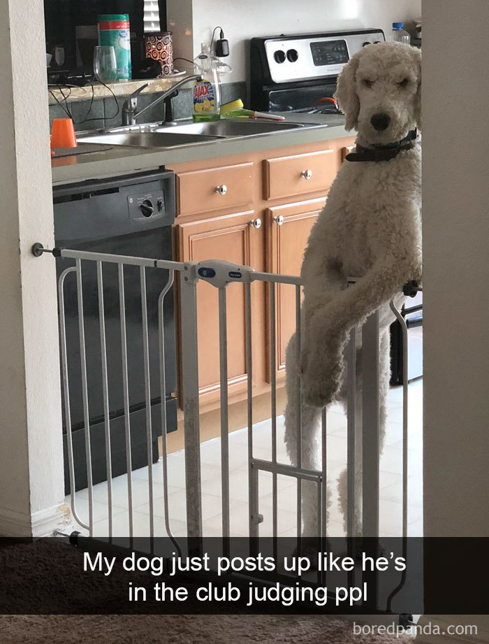 Hilarious-Dogs-Snapchats