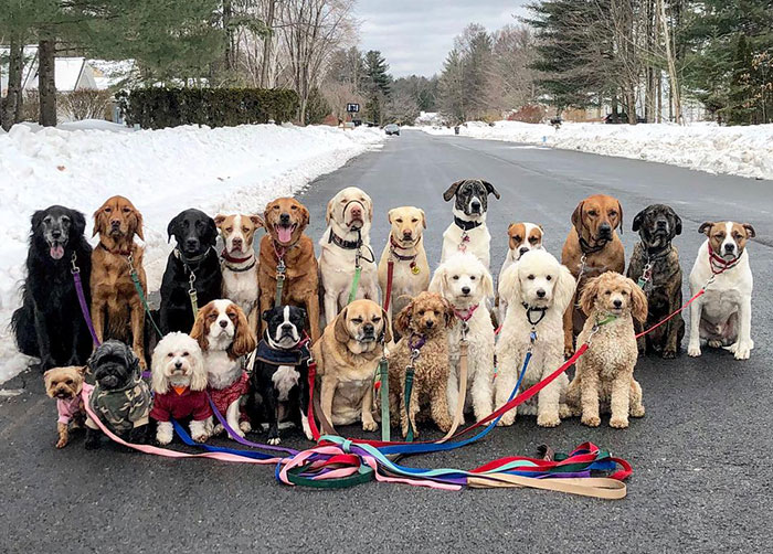 These Lovely Dogs ‘Pack Walk’ And Pose For Pictures Together Every Day