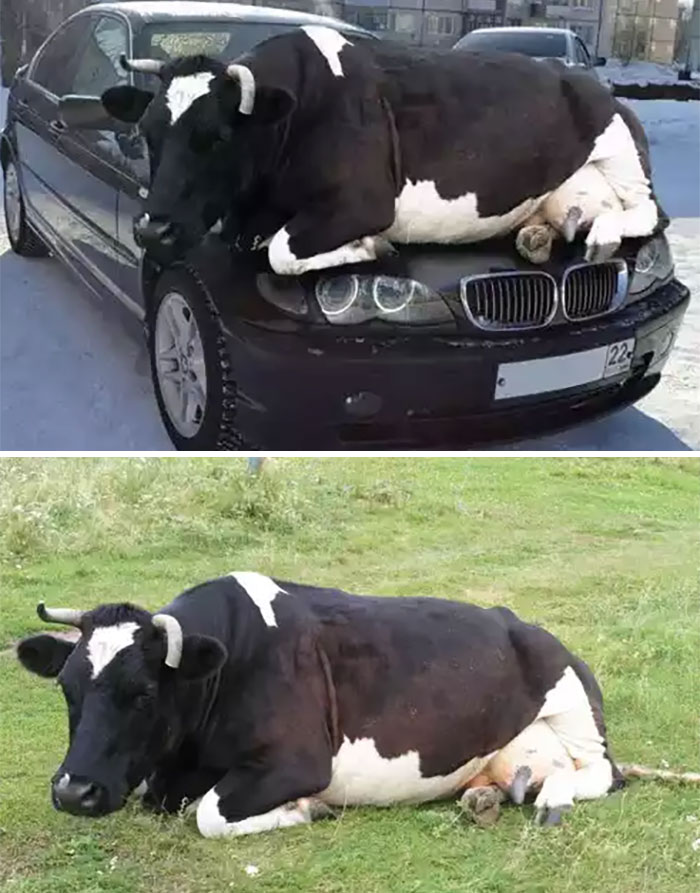 Vaca descansando en un coche
