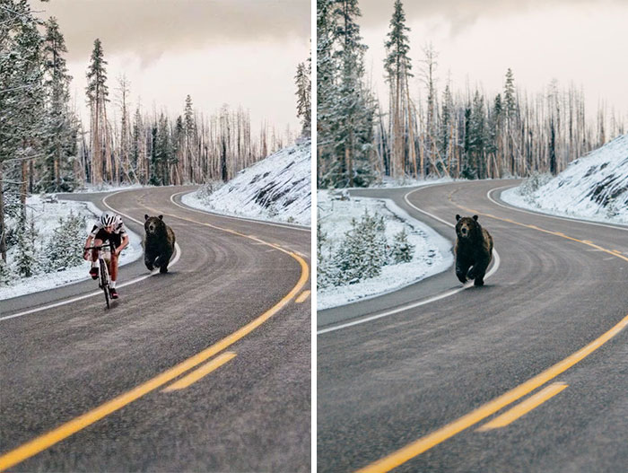 Bear Chasing A Cyclist