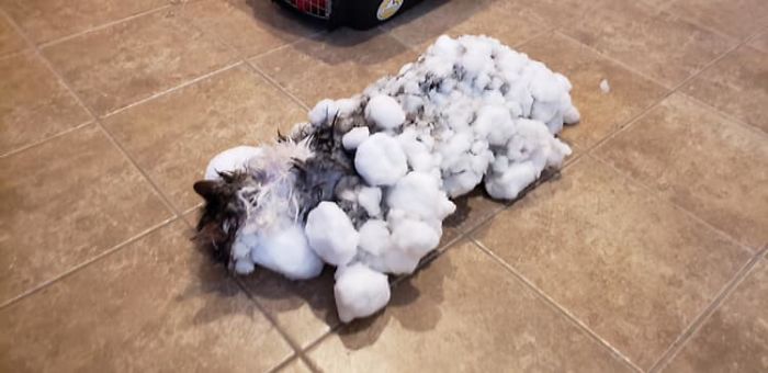Cat Frozen In Snow Makes Miraculous Recovery After Veterinarians Spend Hours Fighting For Her Life