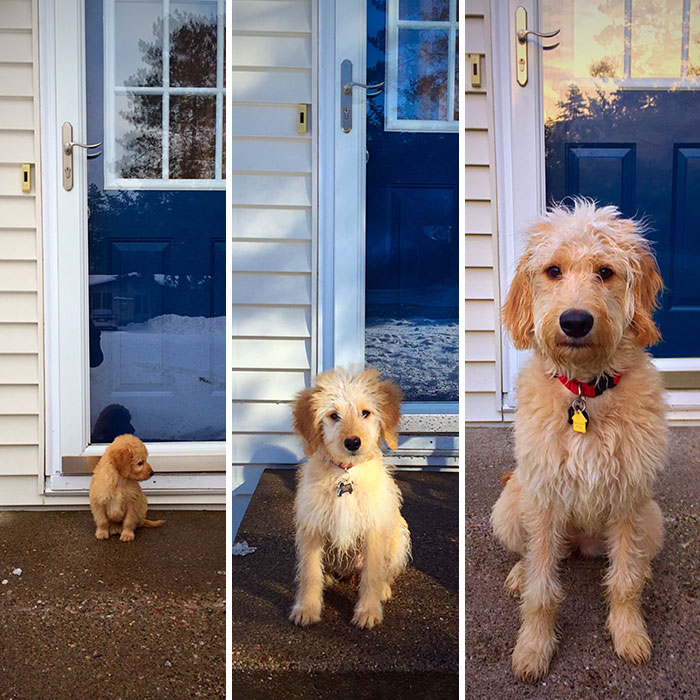 3 pictures of dog thought six months 