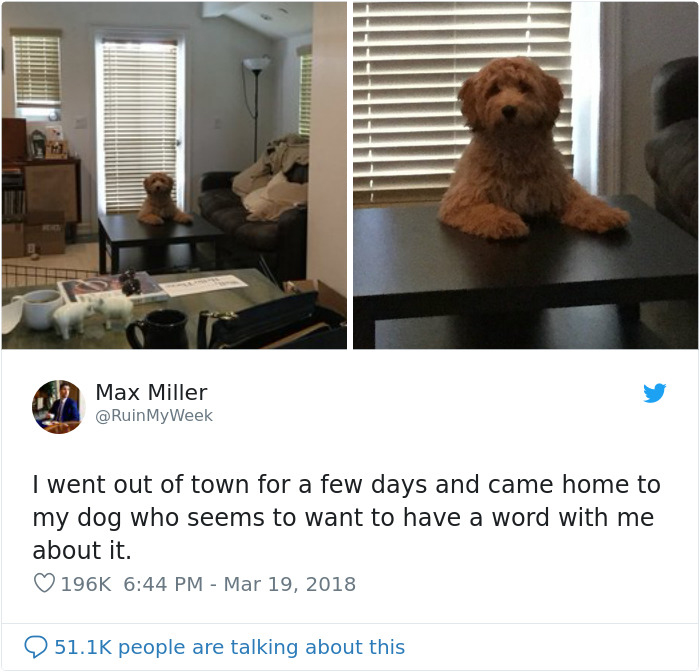 Dog sitting near a table like a person 