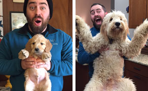 30 Fotos divertidas y adorables de perros Goldendoodle