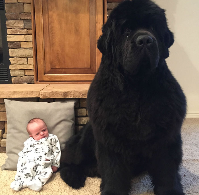 People Are Posting Funny And Cute Photos Of Their Newfoundlands, And It’s Crazy How Massive They Are