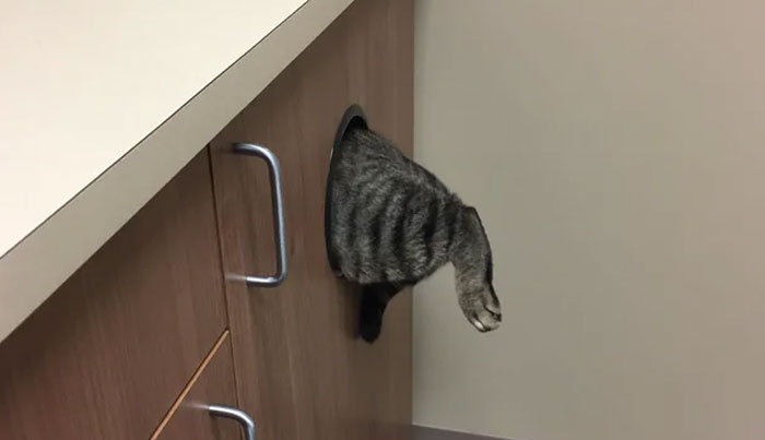 47 Hiding Spots That Funny Cats Have Found While Avoiding The Dreaded Vet