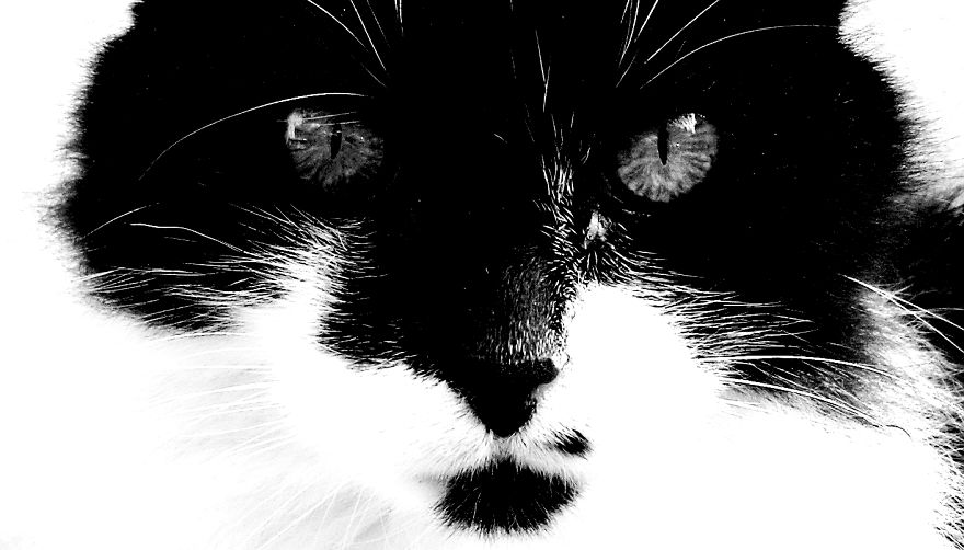 Cats In Black And White