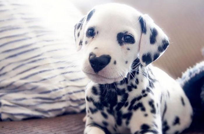 Wiley The Dalmatian Has A Heart On His Nose And People Are In Love | Bored  Panda