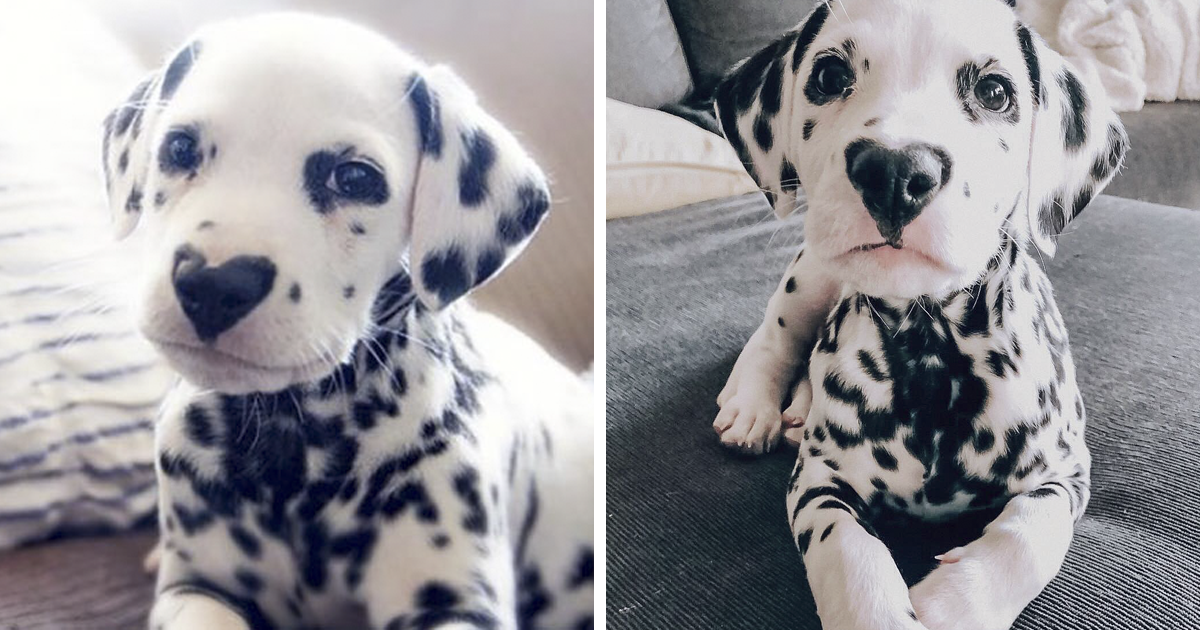 Wiley The Dalmatian Has A Heart On His Nose And People Are In Love Bored Panda