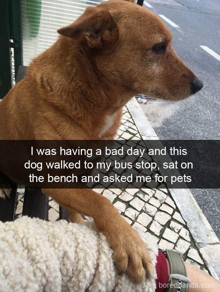Hilarious-Dogs-Snapchats