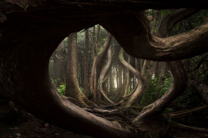 Landscape Photographer: Winner, Botanical Bay, Port Renfrew, Vancouver Island, Brittish Columbia, Canada, Adam Gibbs