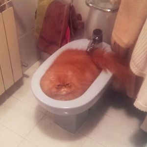 nunchakusurstrmming avatar