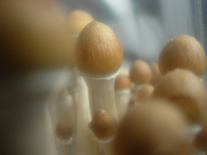 The Use Of Psilocybin May Soon Be Available For Treating Various Mental Disorders