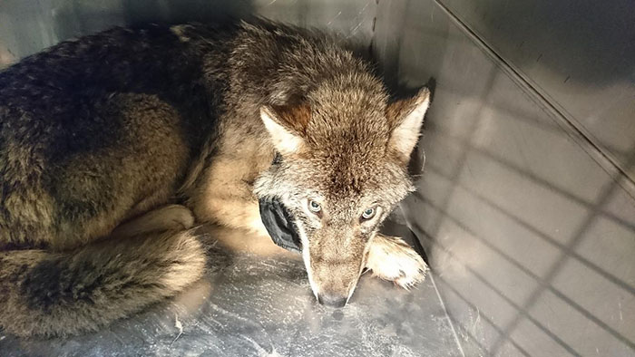Tres trabajadores en Estonia rescataron a un "perro" de un río helado y lo llevaron a un refugio sin saber que era un lobo