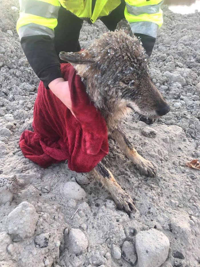 Two Workers In Estonia Rescued “Dog” From Frozen Lake, Brought It To Shelter Without Knowing It Was A Wolf