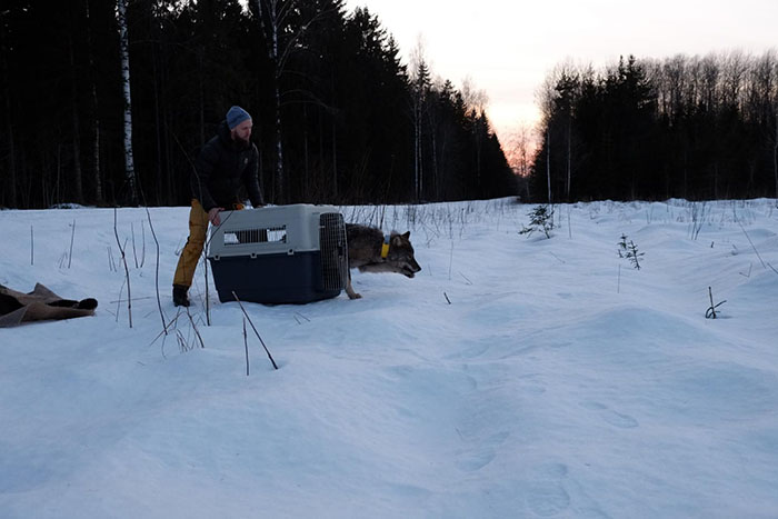 Tres trabajadores en Estonia rescataron a un "perro" de un río helado y lo llevaron a un refugio sin saber que era un lobo