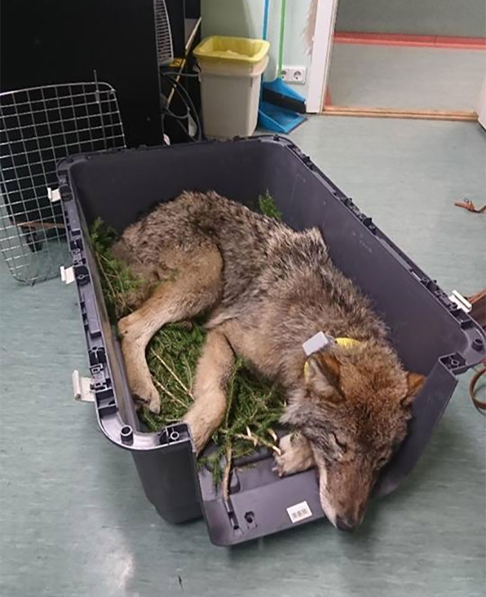 Two Workers In Estonia Rescued “Dog” From Frozen Lake, Brought It To Shelter Without Knowing It Was A Wolf