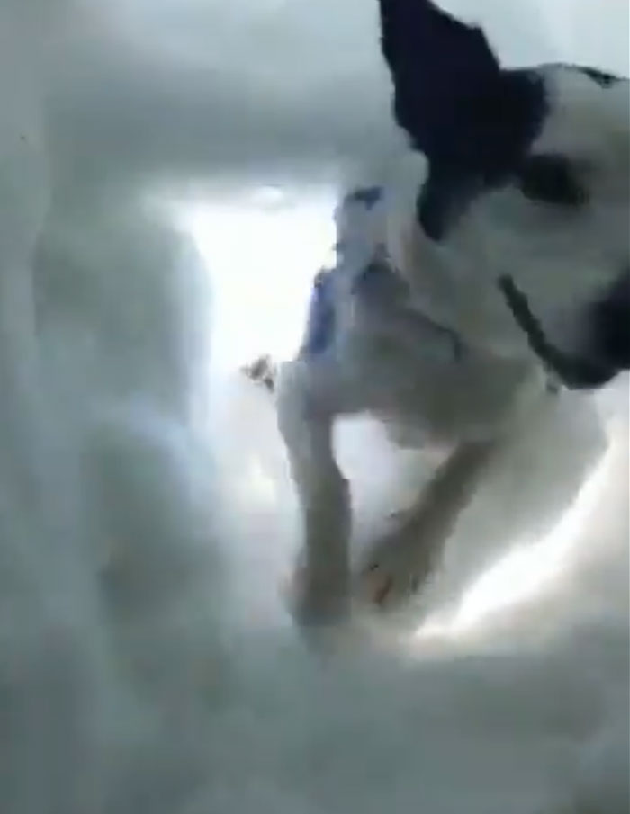 Buried In Snow, This Man Films A Mountain Rescue Dog Saving Him And It's Lovely