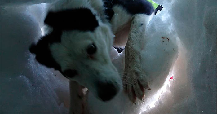 Buried In Snow, This Man Films A Mountain Rescue Dog Saving Him And It’s Lovely